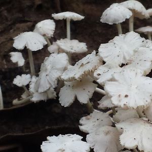 Meet your Posher, Elvira